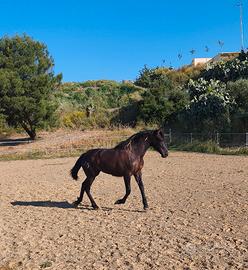 Puledra Morella