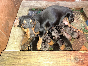 Cuccioli bassotto