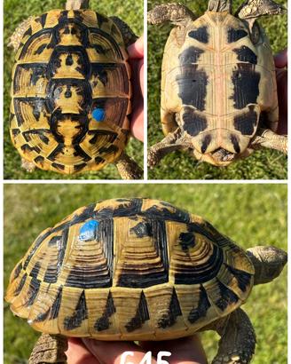 Femmina Riproduttiva Testudo hermanni boettgeri ta