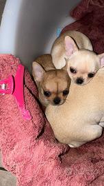 Chiwawa mini Toy small