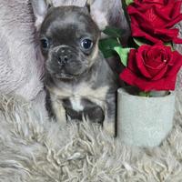 Bulldog francese taglia nana