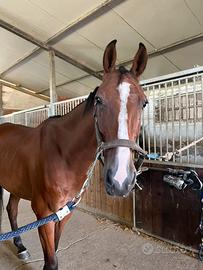 Un cavallo