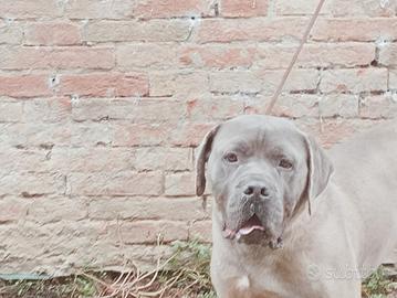 Cane corso adulto formentino