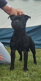 Staffordshire bull terrier