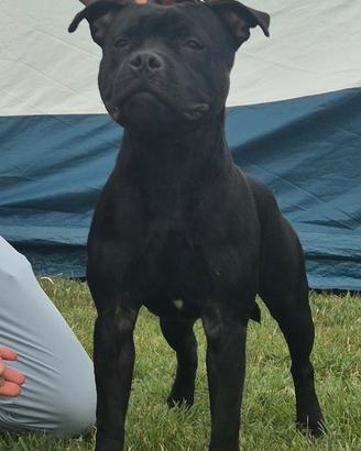 Staffordshire bull terrier