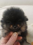Volpino di pomerania mini toy