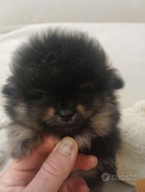 Volpino di pomerania mini toy