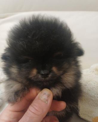 Volpino di pomerania mini toy