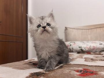 Maine Coon cuccioli pedigree AGI