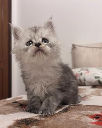 Maine Coon cuccioli pedigree AGI
