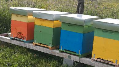 Famiglie di api con arnia e melario