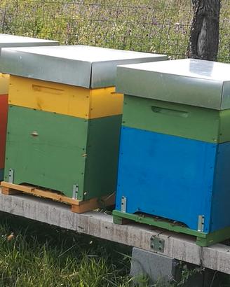 Famiglie di api con arnia e melario