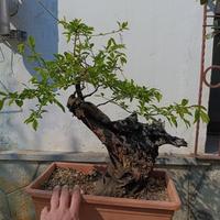 Bonsai  di Prunus selvatico 