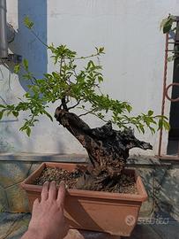 Bonsai  di Prunus selvatico 