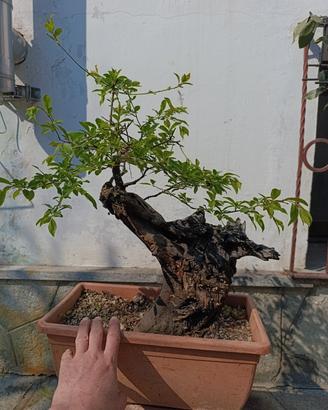 Bonsai  di Prunus selvatico 