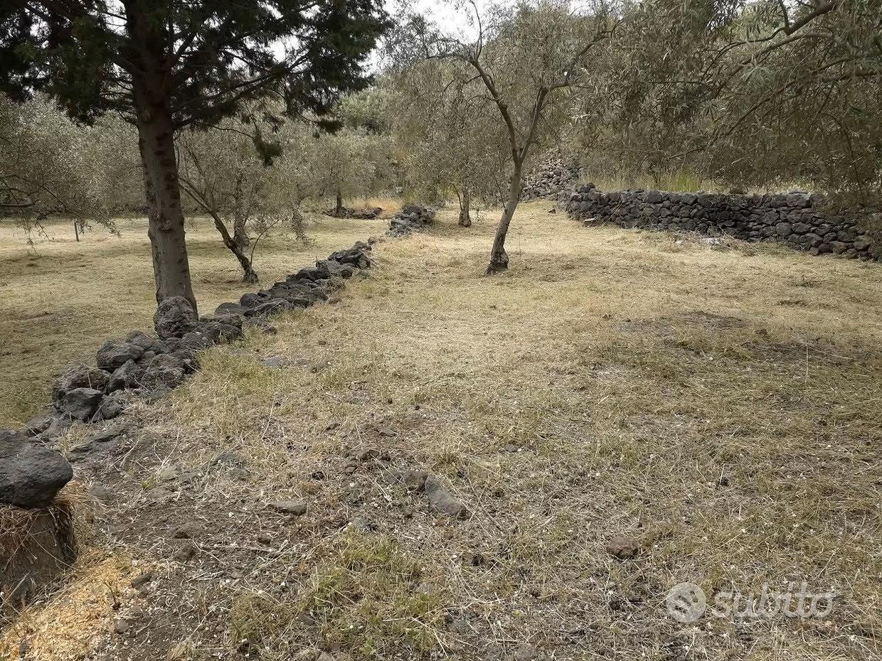 Uliveto produttivo 23000 nocellara dell'etna - Vista 2