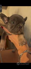 cuccioli di bulldog francese