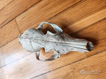 teschio di volpe collezione