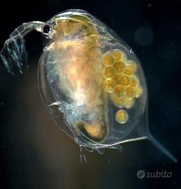 Daphnia magna per acquario dolce e marino