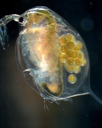 Daphnia magna per acquario dolce e marino