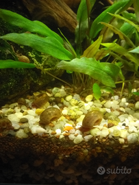 Lumache acquario