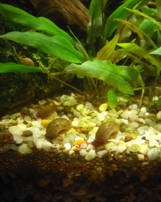 Lumache acquario