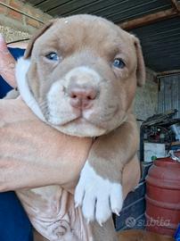 Pitbull terrier