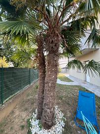 Palma da giardino