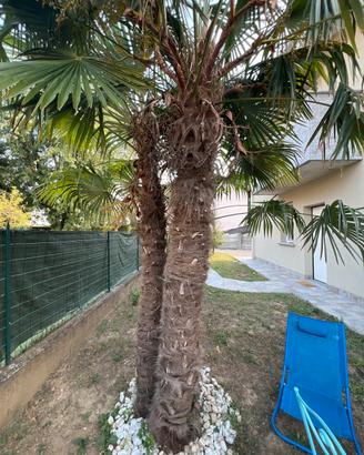 Palma da giardino