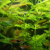 Pesci endler d'acqua dolce