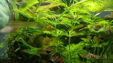 Pesci endler d'acqua dolce