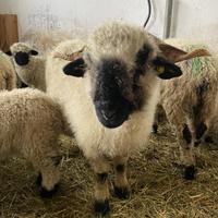 Pecore Naso nero del Vallese - femmine adulte