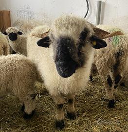 Pecore Naso nero del Vallese - femmine adulte