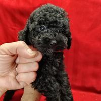 Barboncino toy maschio