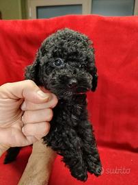 Barboncino toy maschio