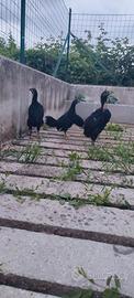 Gallo e galline