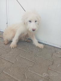 Spinone