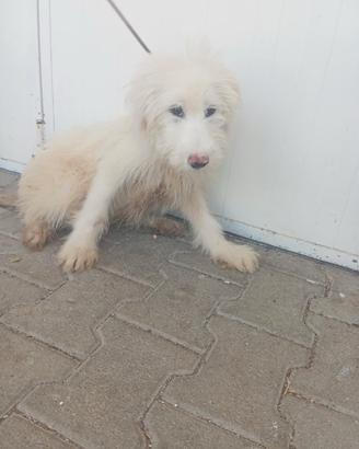 Spinone
