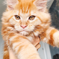 Maine coon femmina red tabby