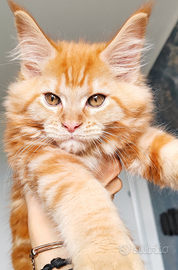 Maine coon femmina red tabby