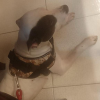 Non lasciamola in un box : in adozione