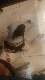 Non lasciamola in un box : in adozione