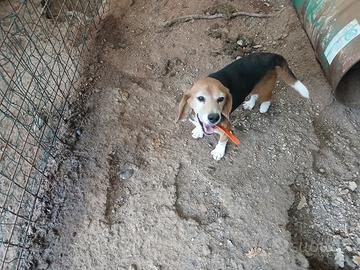 Beagle maschio
