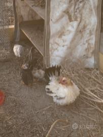 Gallinelle ricce