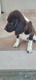 springer spaniel inglese 