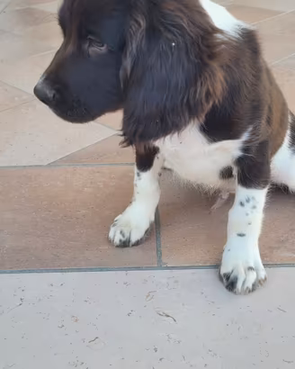 springer spaniel inglese 