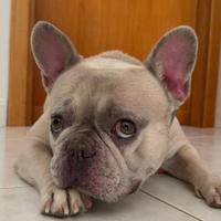 Bulldog francese maschio per monta