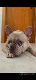 Bulldog francese maschio per monta
