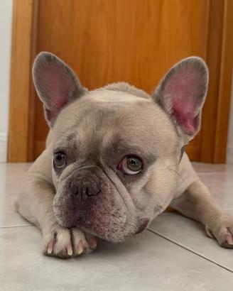 Bulldog francese maschio per monta