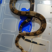 Boa constrictor anery